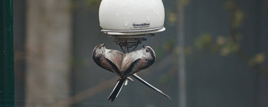 long tailed tits on a belle bird feeder