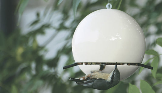Great tit on Green&Blue peanut feeder for the big garden birdwatch