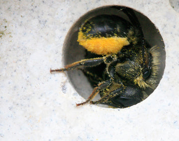 red mason solitary bee in bee brick bee house cavity