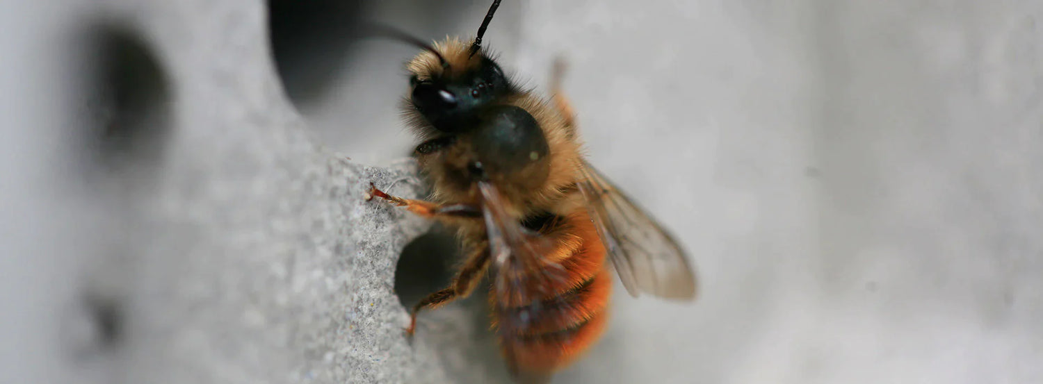 Solitary bee resting on a bee brick