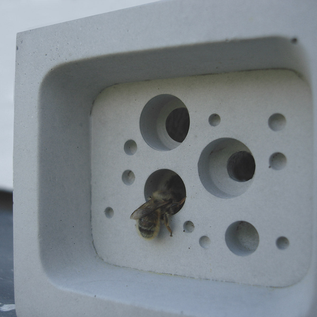solitary bee nesting in small bee block
