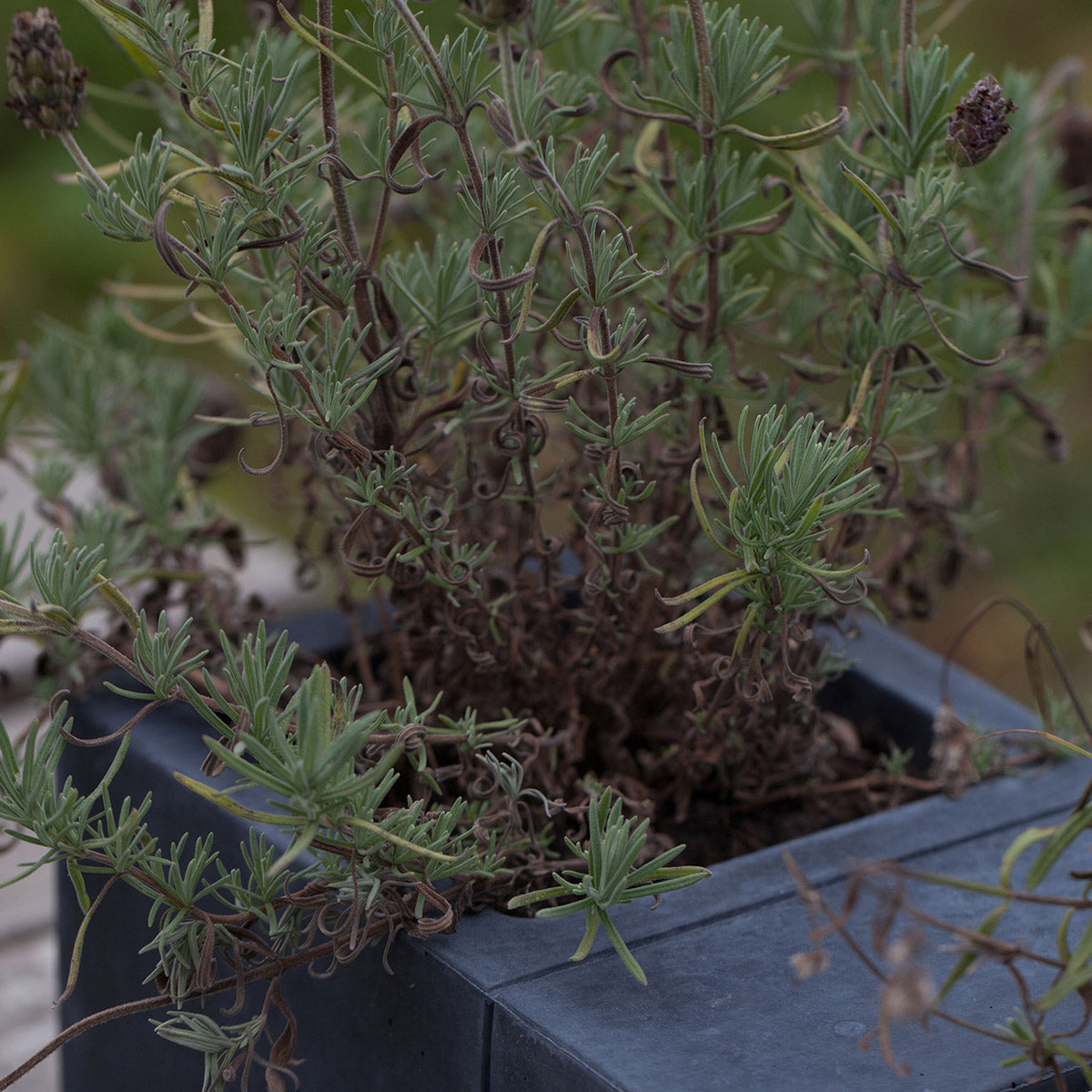 charcoal beepot bee house