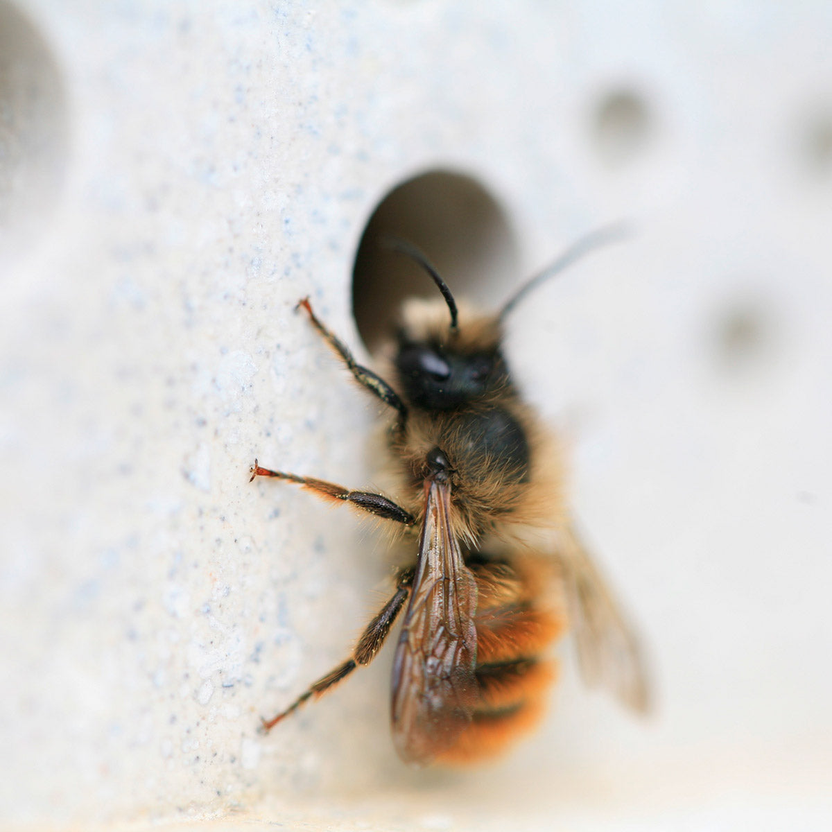 solitary bee on large bee block by green and blue