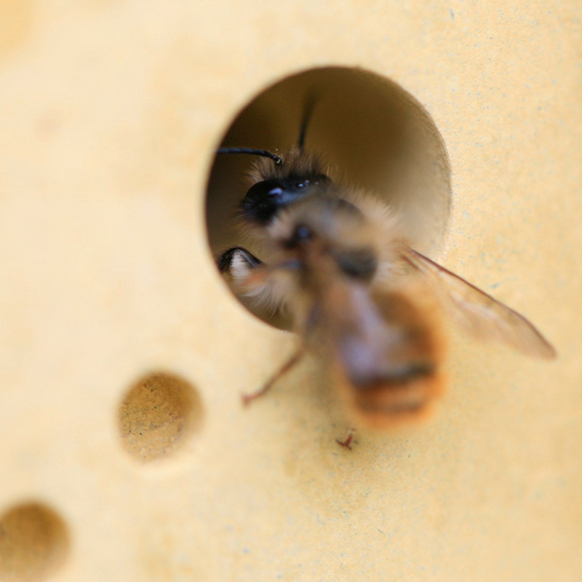 yellow bee brick bee house with solitary bee