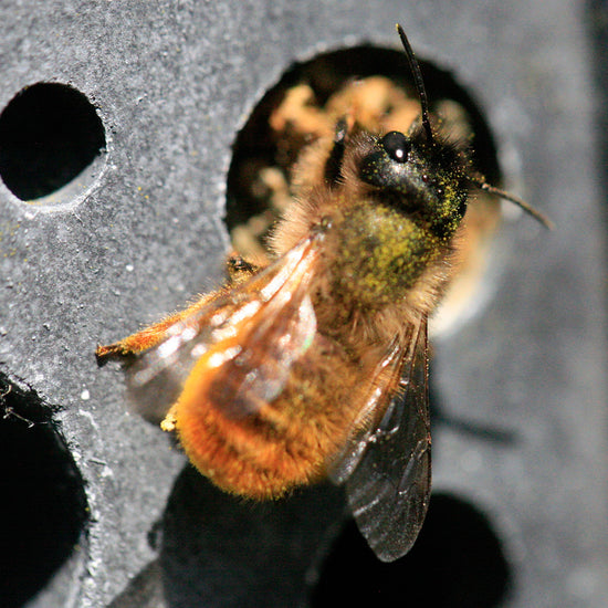 solitary bee on charcoal bee brick by green and blue