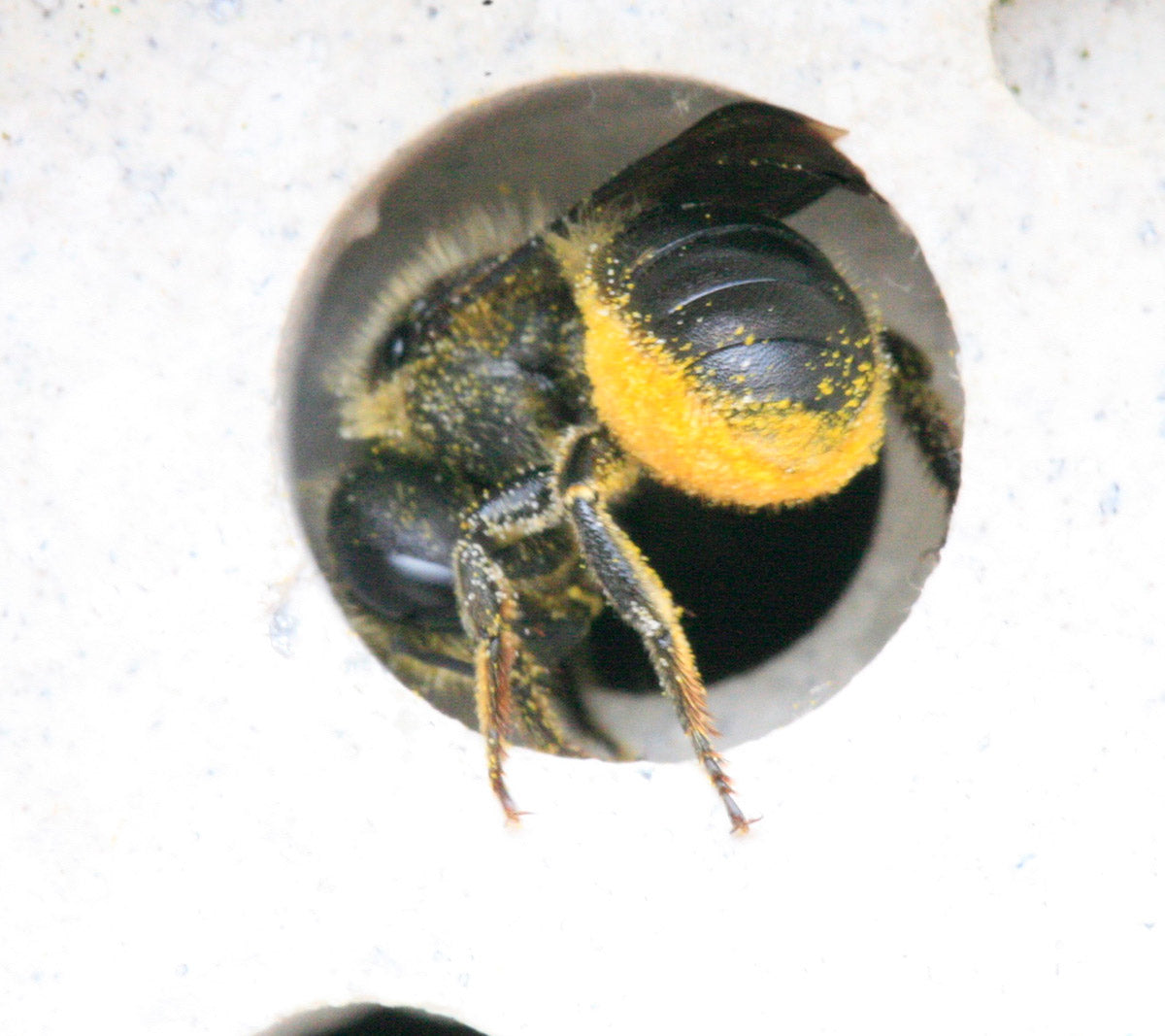 solitary bee on small bee block