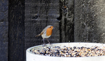 Robin on Green&Blue bird table