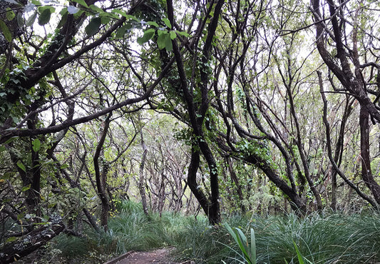 Cornish nature reserve trees shown