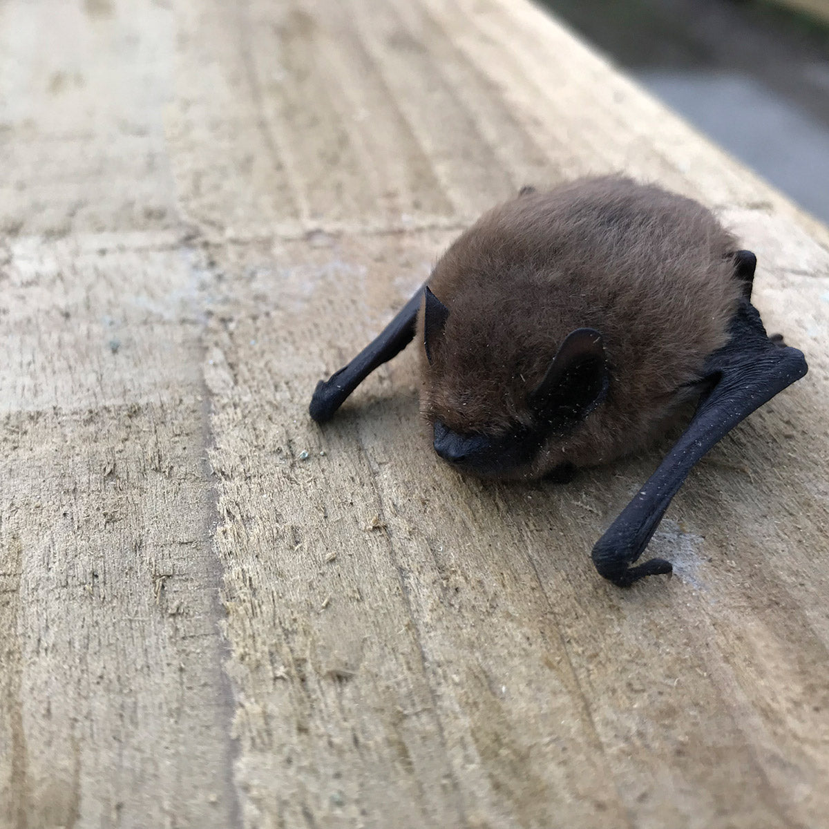 Rusty Bat Green&Blue are first partners to the 'Roost Partnership Scheme'