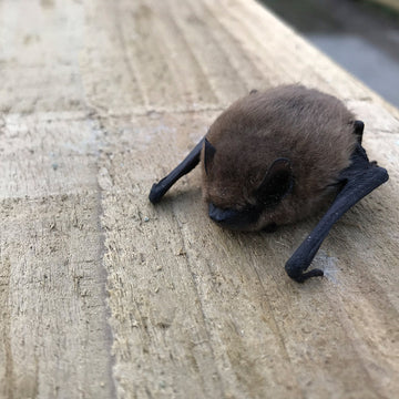 pipistrelle bat on wooden panel