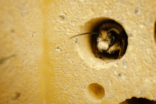 solitary bee poking head out of yellow bee brick