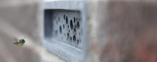 Leafcutter solitary bee flying to Bee Brick bee house to nest