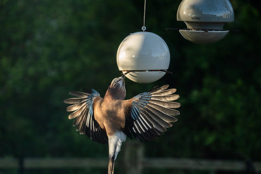 Helping to keep birds happy and healthy in hot weather