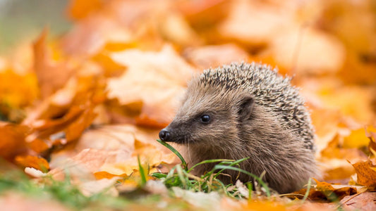 Hedgehog shown in autumnal leafy backdrop