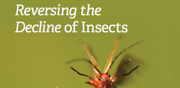 cover of the wildlife trusts report on reversing the decline of insects