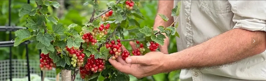 Gardening red currants with Robs Allotment with berries held in hands from the bush