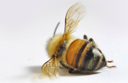 image showing a dead bee