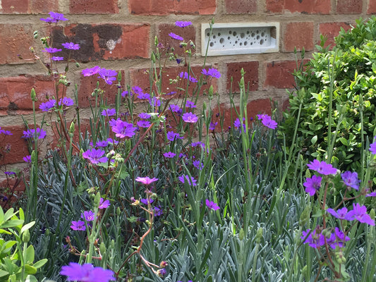 Bee Brick in the brick wall footings of an alitex greenhouse at RHS chelsea flower show