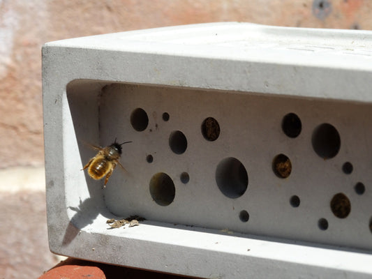 Solitary bee approaching a bee brick bee house