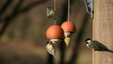 5 ways to help nesting birds - birds on belle feeders