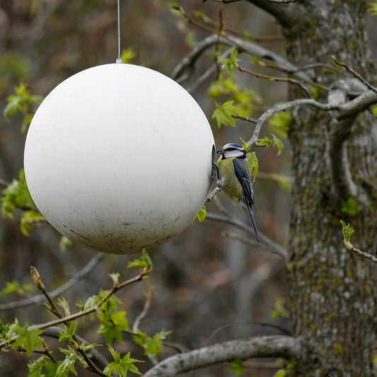The best ways to help birds during National Nest Box Week