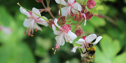 8 Ideas to Attract Bees to Your Garden