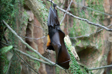 UK bat hanging from a tree