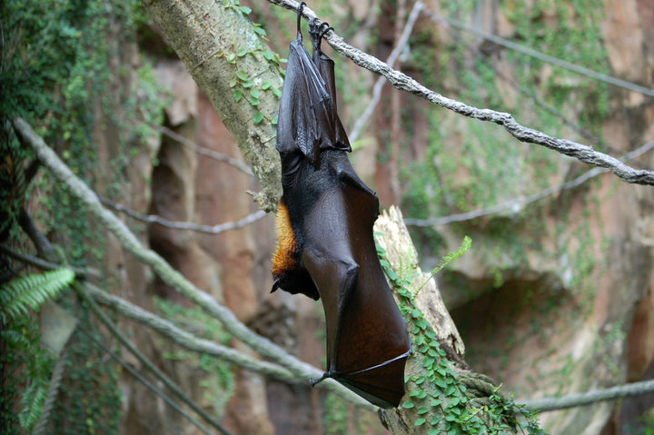 A Quick Guide to the Bats of the UK – Green&Blue