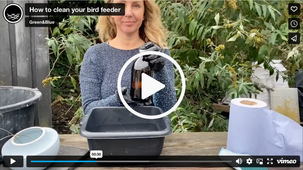 How to clean your bird feeder – Green&Blue