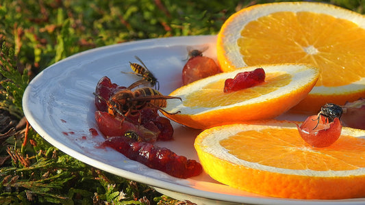 wasps feeding on summer fruit