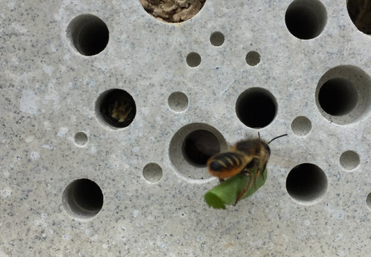 leafcutter solitary bee on bee brick