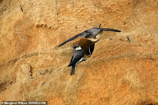 Victory for wildlife in Norfolk netting