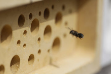 solitary bee flying towards yellow bee brick