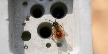 solitary bee shown on bee brick to mark earth day 2021