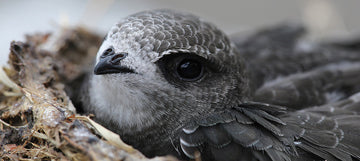 swift in nest