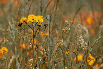 wildflowers in a wildlife friendly garden