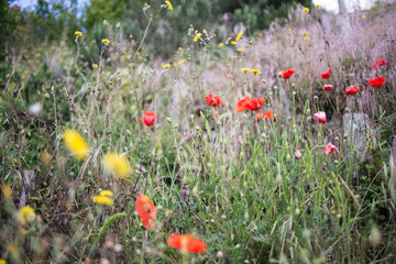 wildflowers growing to support nature and solitary bees