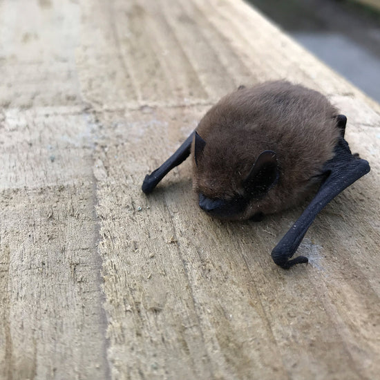 small pipistrelle bat on wooden board