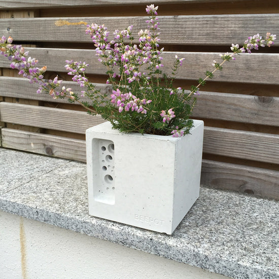 stylish concrete planter and bee hotel