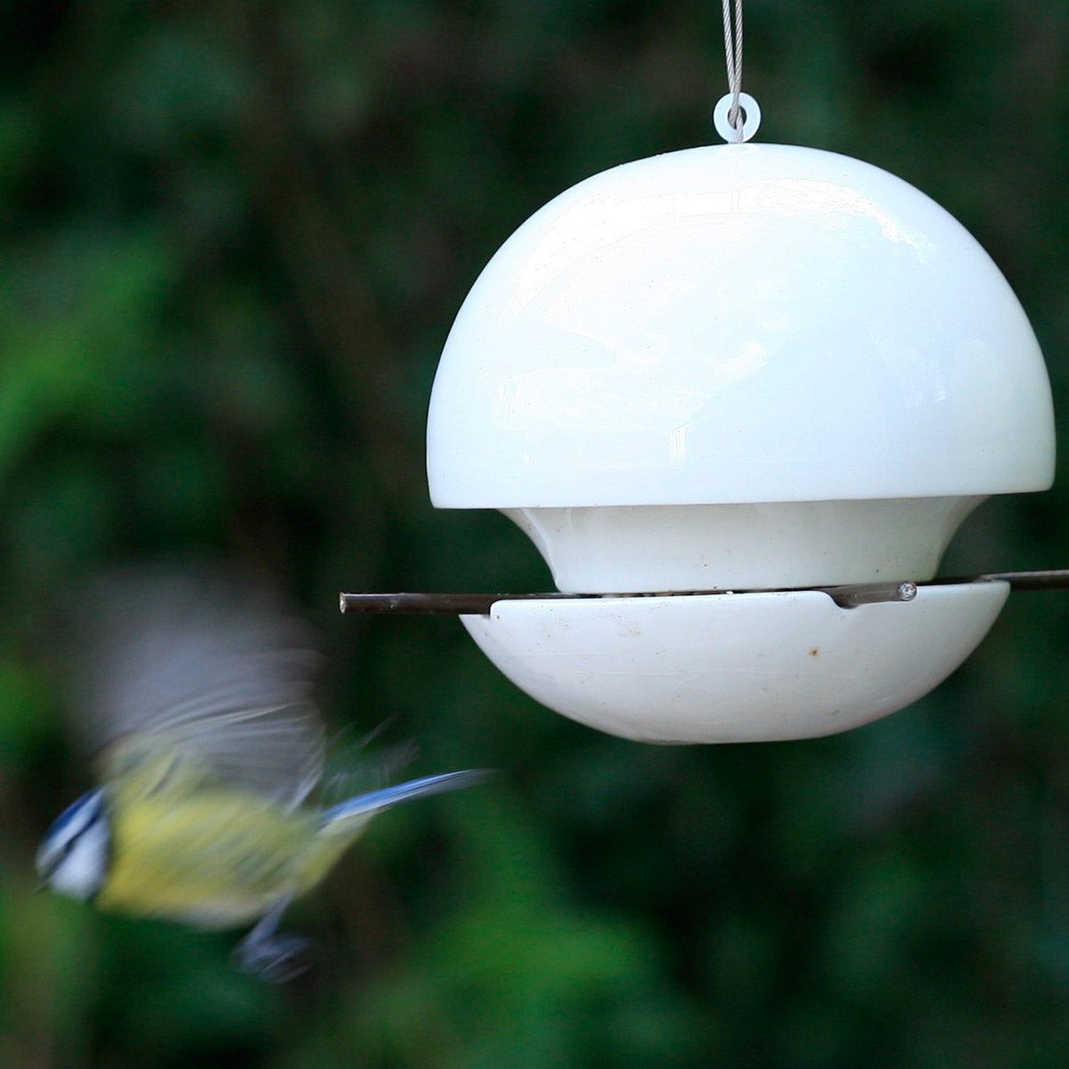 Bluetit in flight from Green&Blue Birdball seed bird feeder