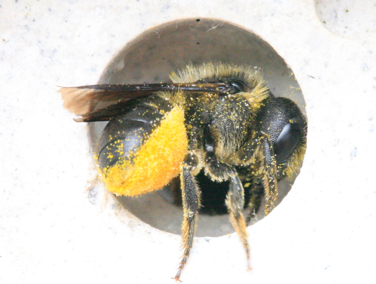 beepot nesting solitary bee