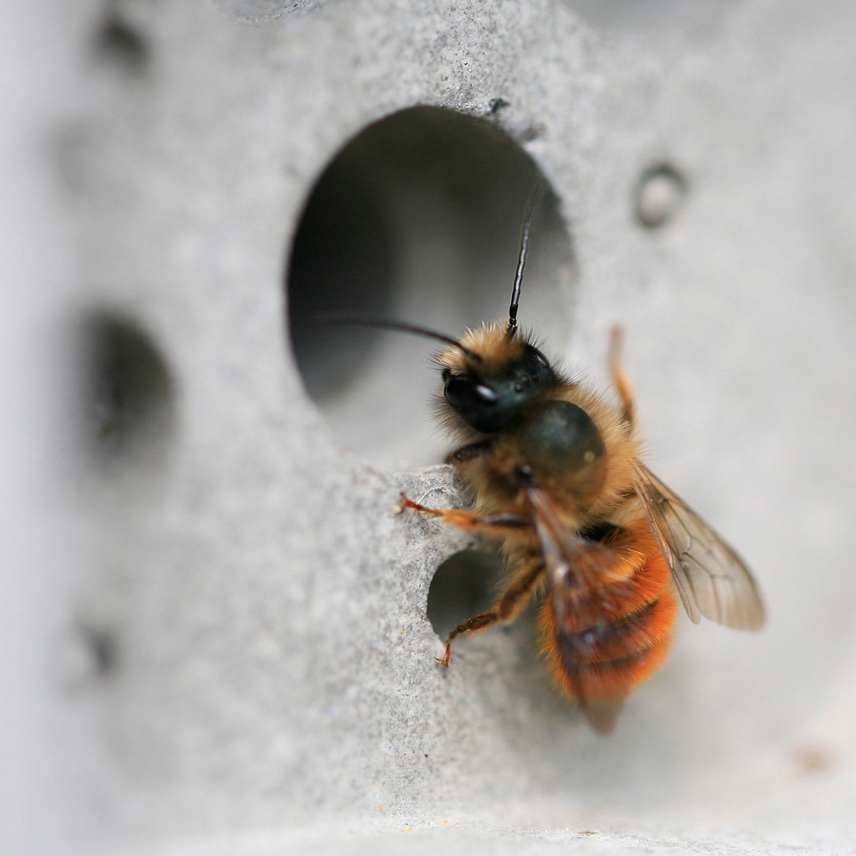 solitary bee on bee brick bee house