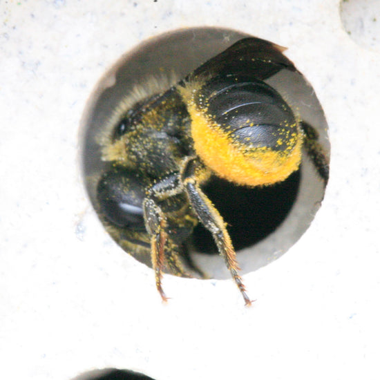 solitary bee on small bee block