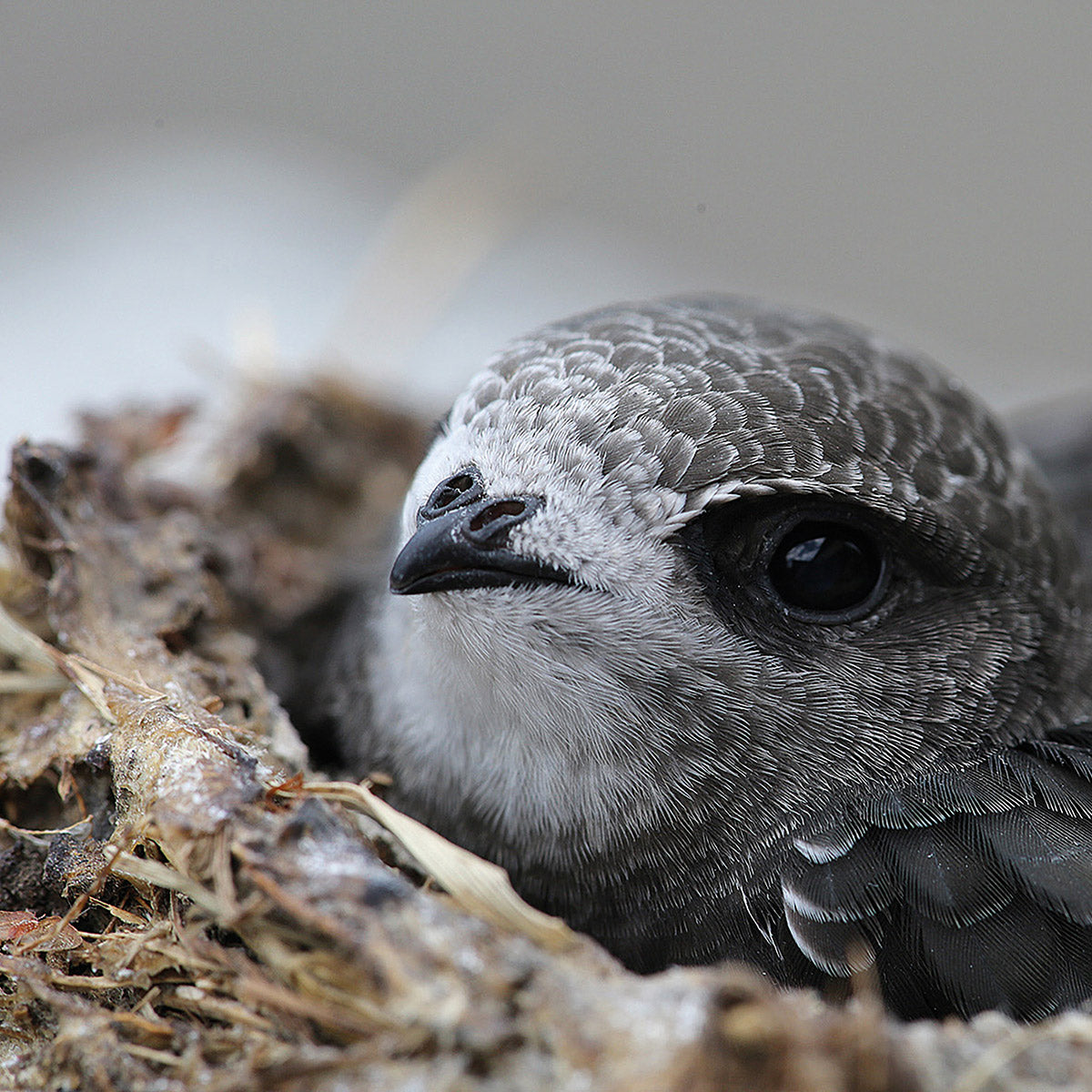 swift shown in nest from swift conservation trust